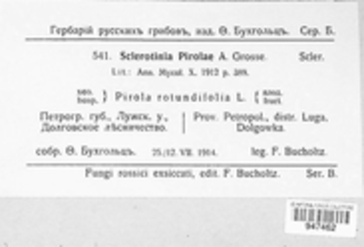 Sclerotinia pirolae image